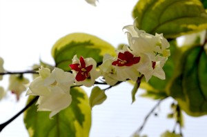 Bleeding Heart Vine