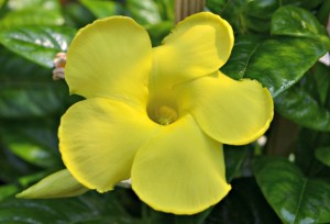 Mandevilla Yellow