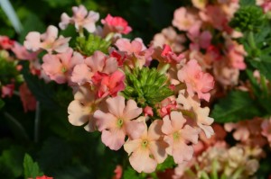 Peach Lanai Verbena