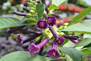 Royal Queen Iochroma