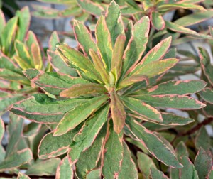 euphorbia var pink