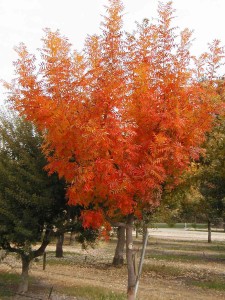Pistacia_chinensis fall color
