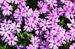 Phlox s Fort Hill - Copy