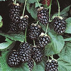 blackberry gl