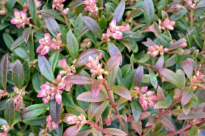 blueberry patio