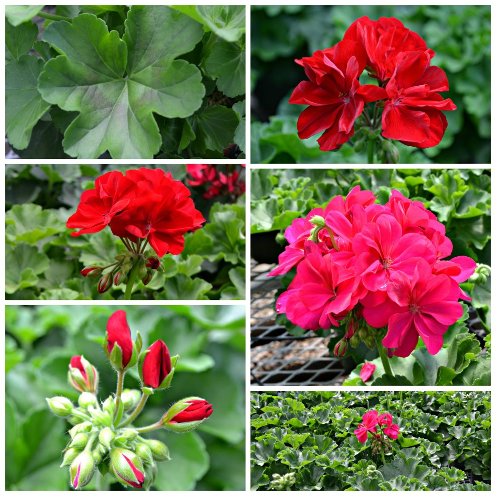 Calliope Geranium web 2