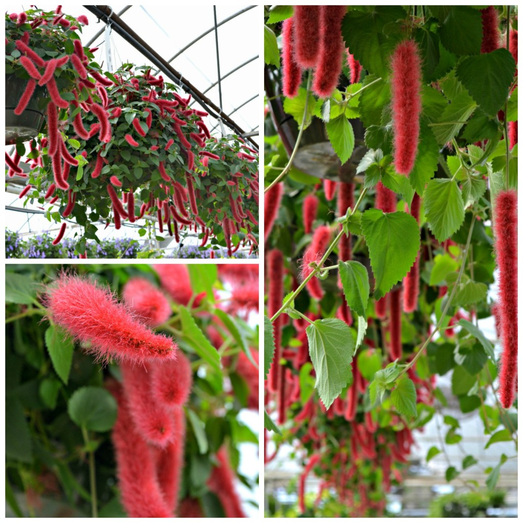 Chenille plant web