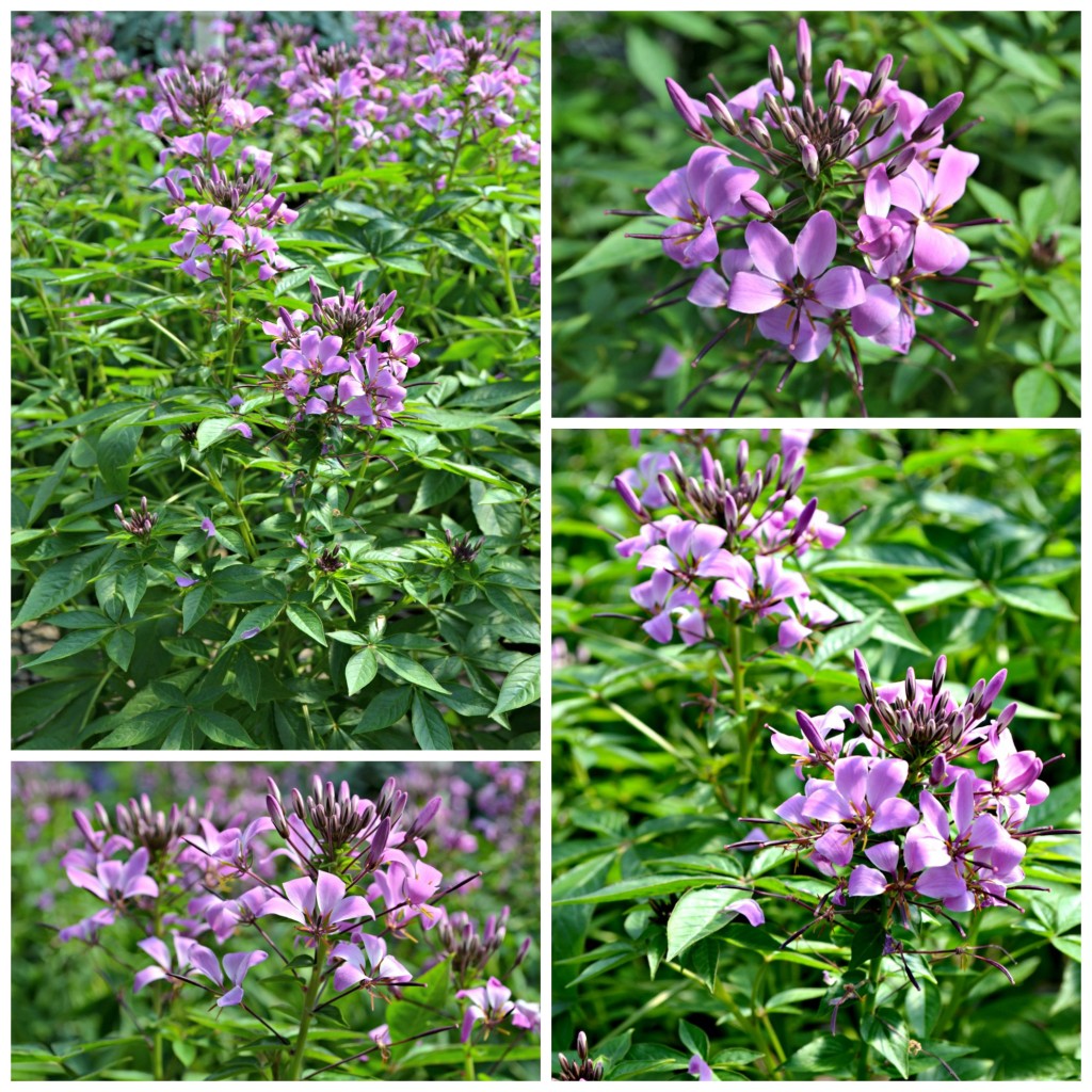 Cleome web 2