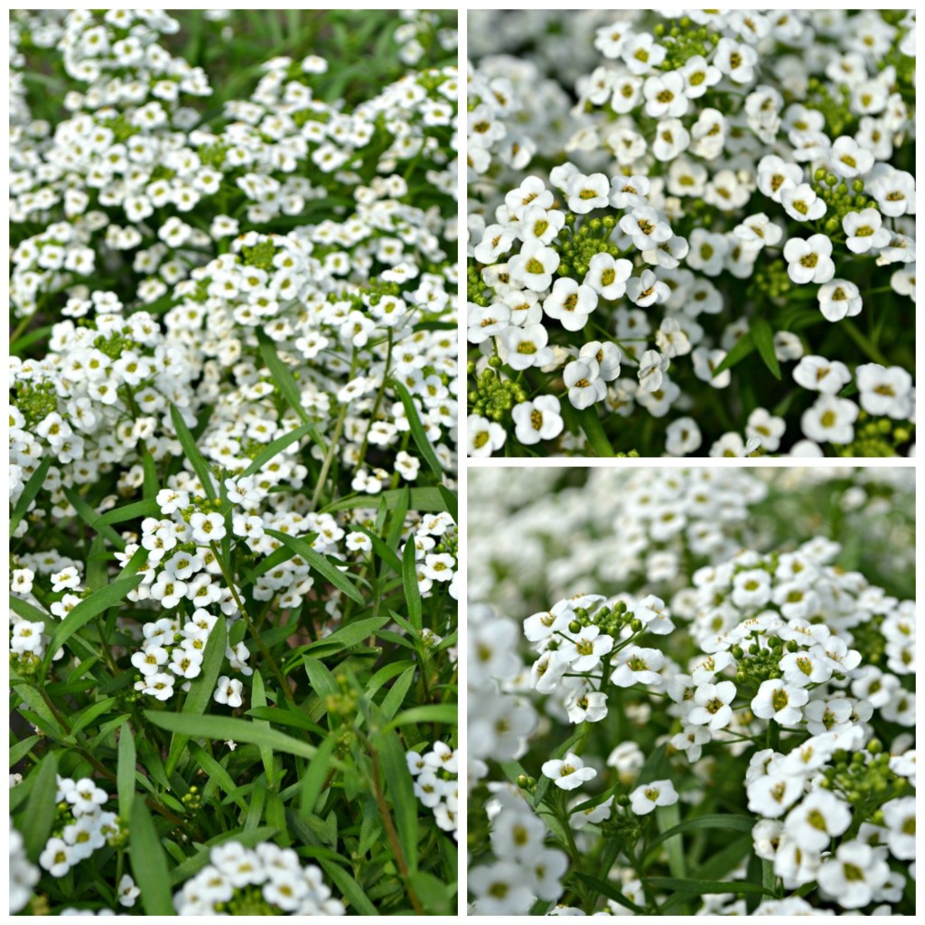 Lobularia Snow Princess web