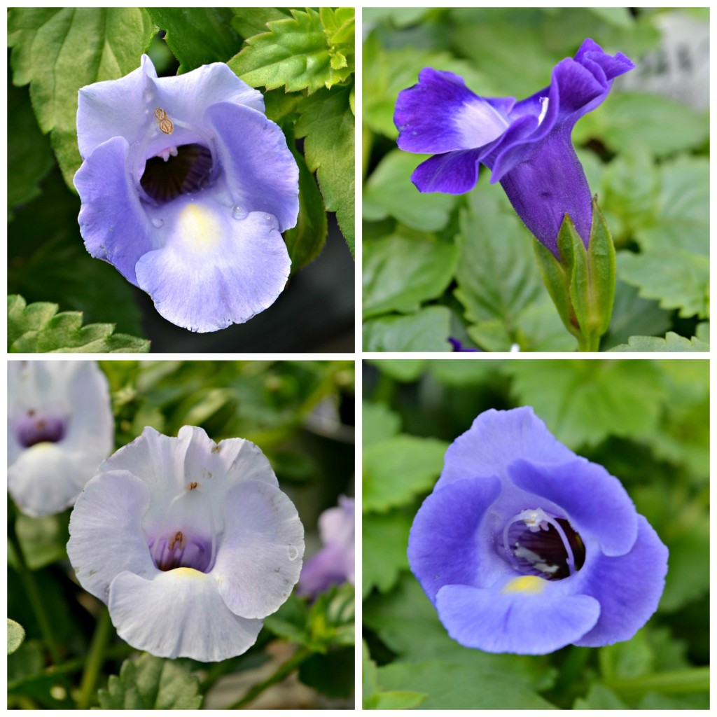 Torenia Summer Wave web