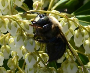 bee pieris 2