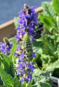 bee salvia