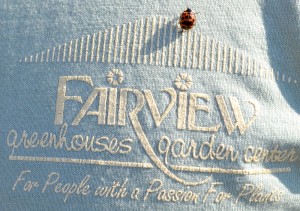 fairview ladybug 1