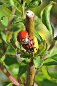 ladybug 1