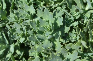 Sedum Thundercloud