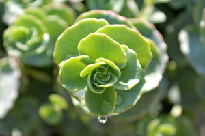 Sedum sieboldii 1