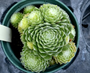 hen and chicks 2