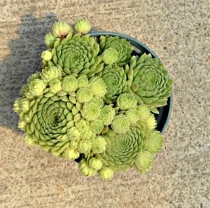 hen and chicks 3