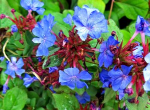 ceratostigma-plumbaginoides