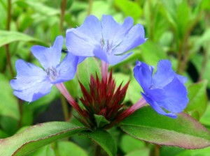 dwarf plumbago ceratostigma