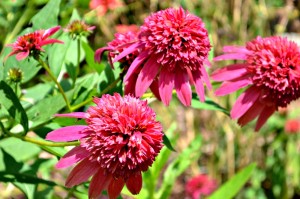 echinacea double