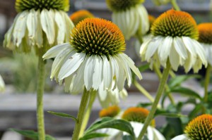 echinacea white