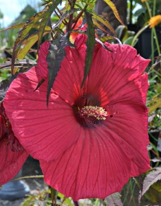 hibiscus perennial