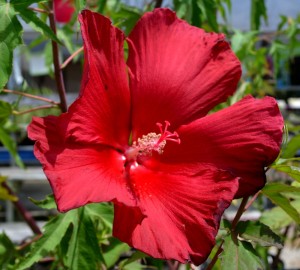 hibiscus perennial 2