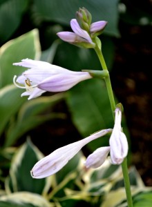 hosta bloom