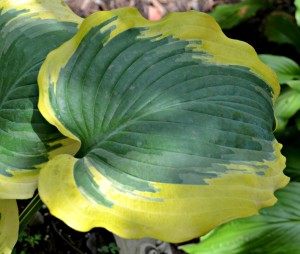 hosta variegated