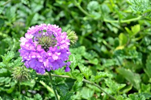 verbena homestead purple 2