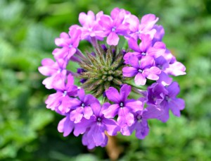 verbena homestead purple