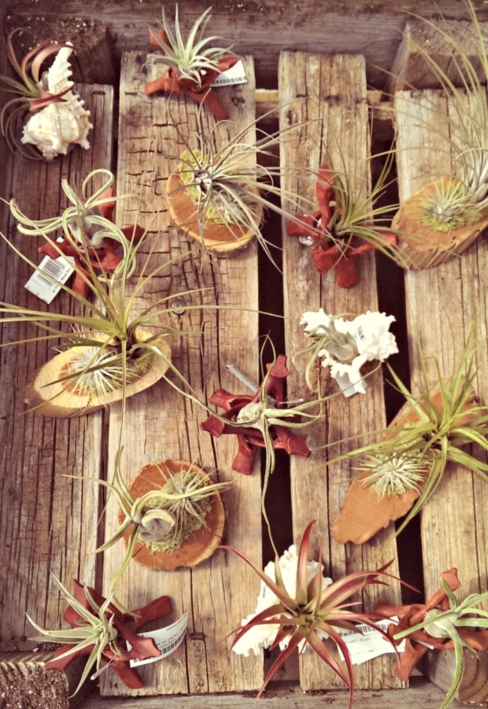 air plants