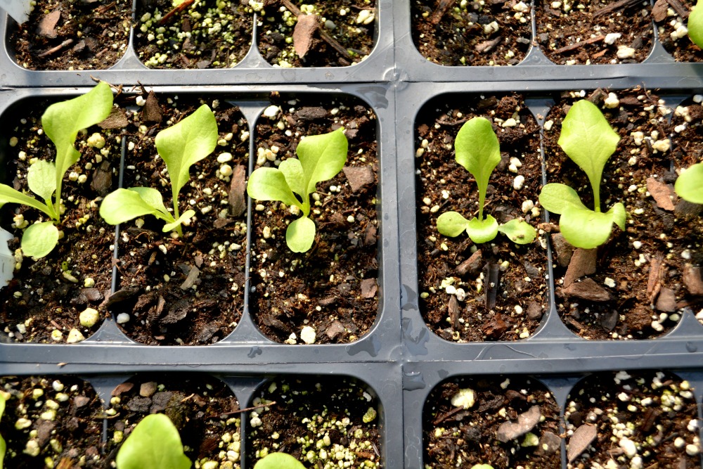 lettuce seedling tray