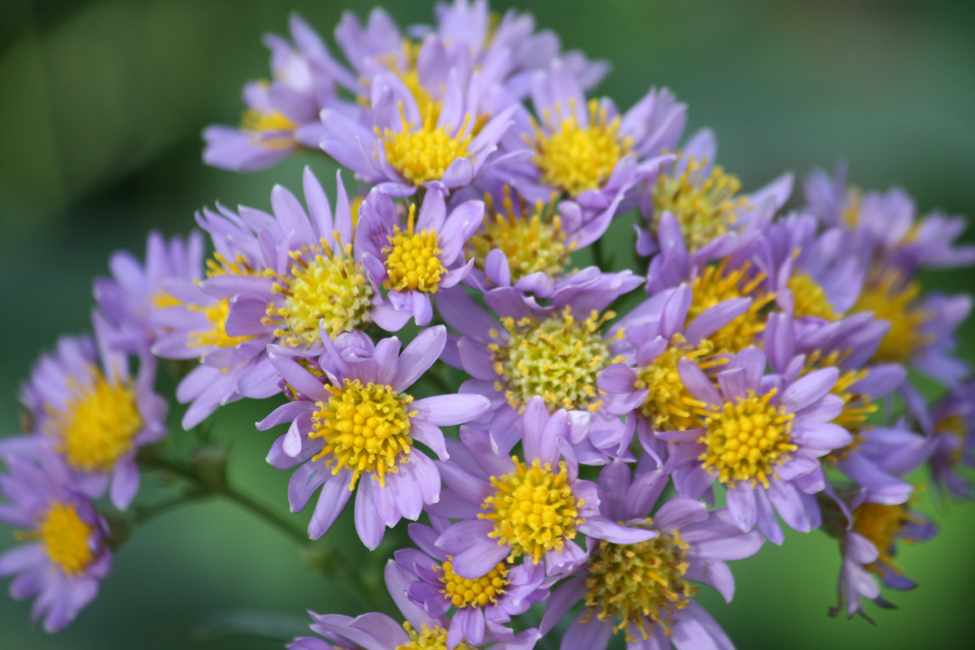 Aster tartaricus jindai