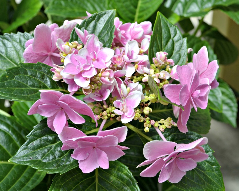 Hydrangea Star Gazer buds