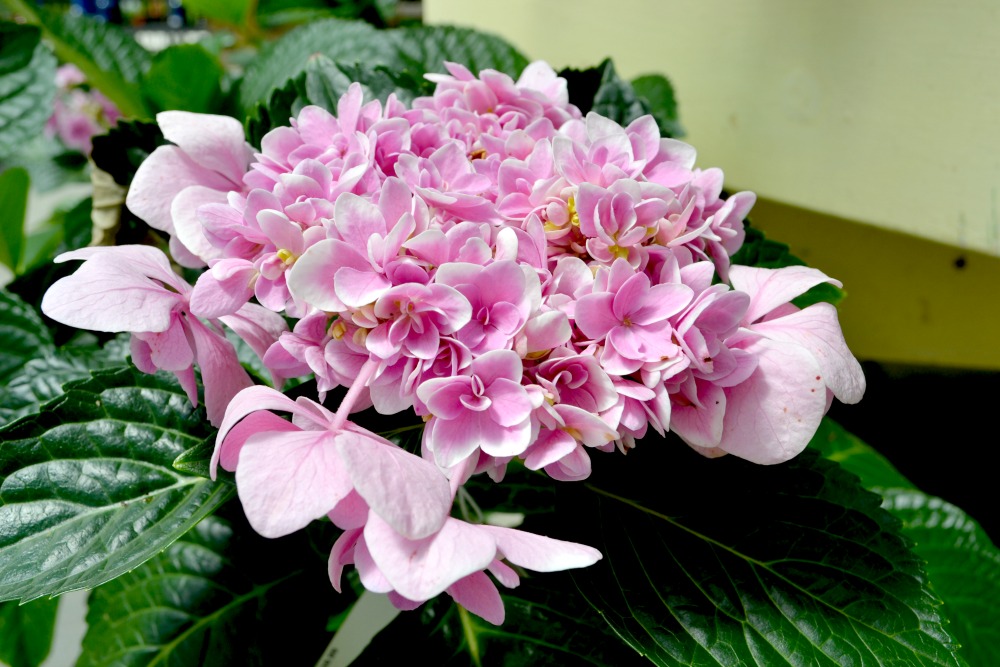 Hydrangea Star Gazer