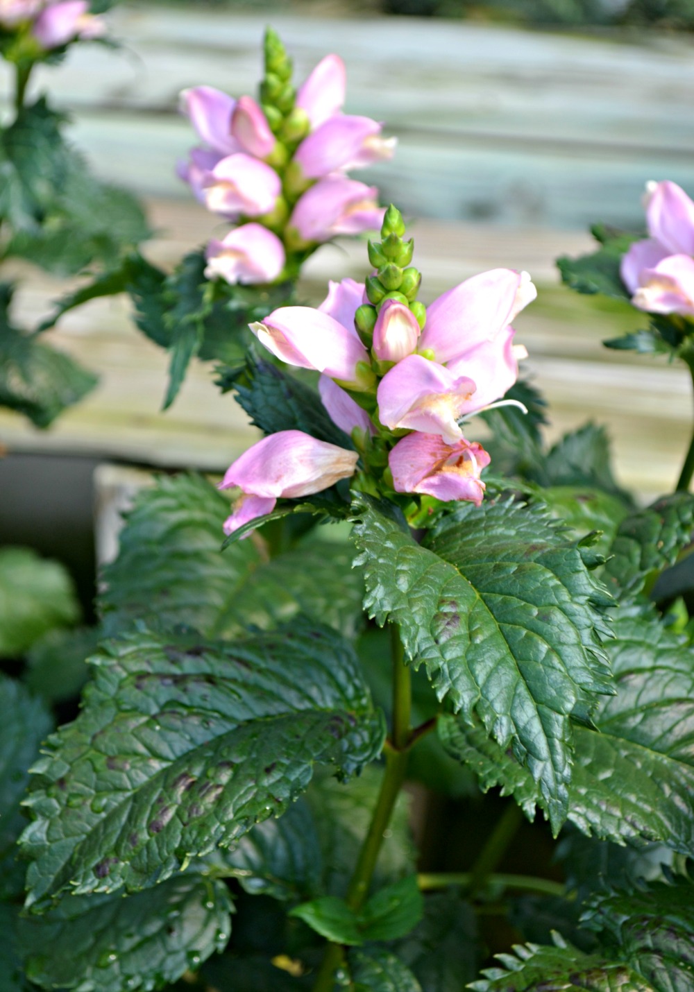 chelone hot lips turtlehead