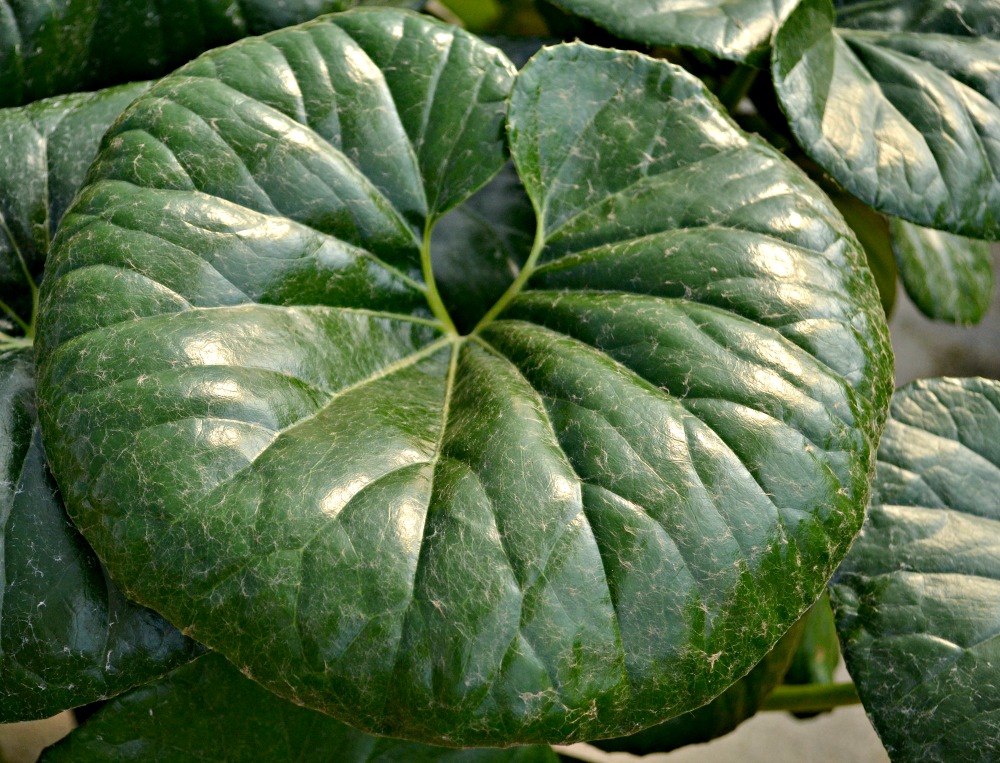 farfugium gigantea leaf