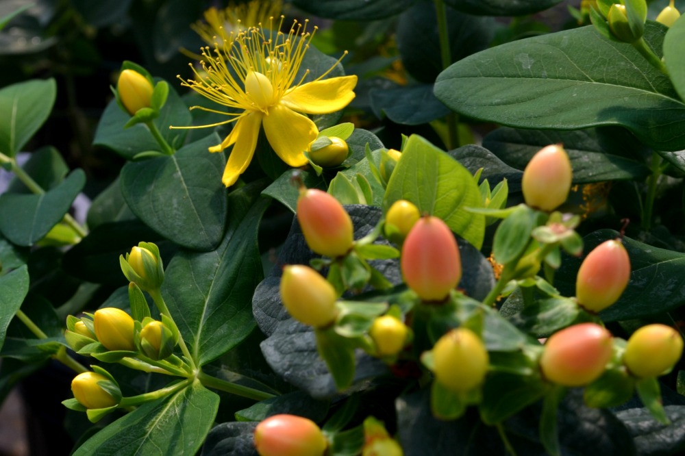 hypericum 2