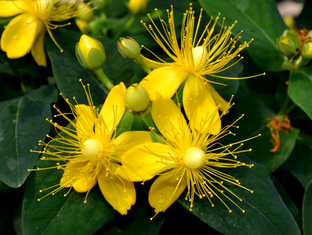 hypericum 3