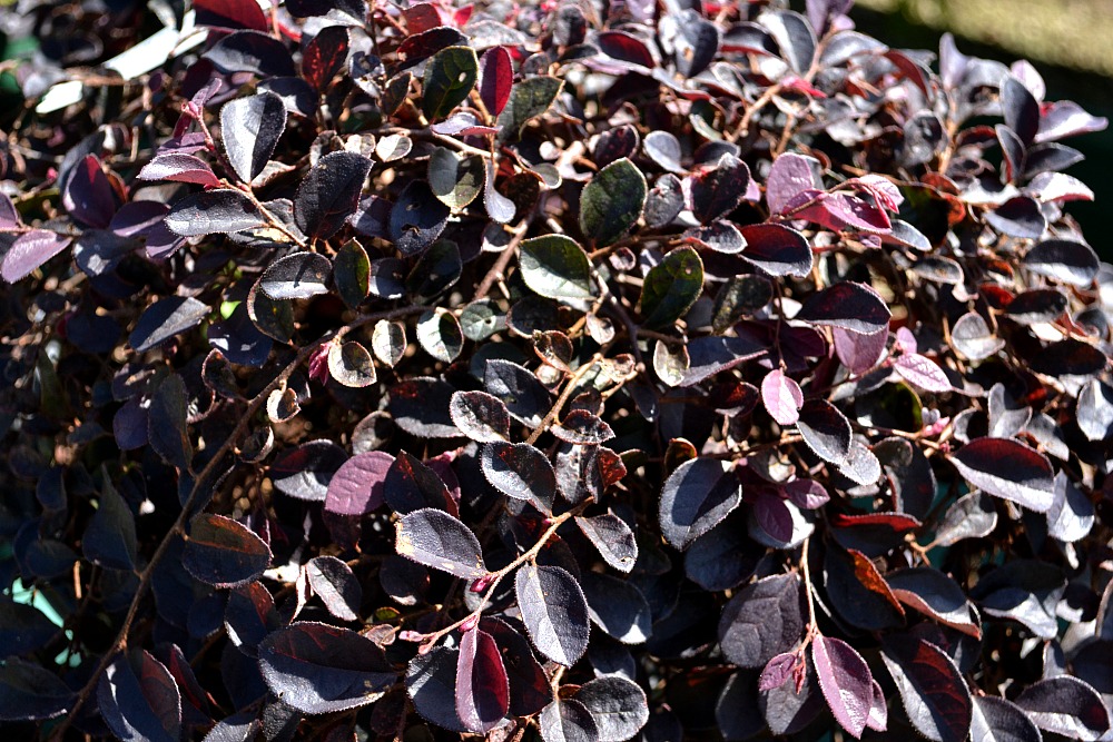 purple pixie foliage