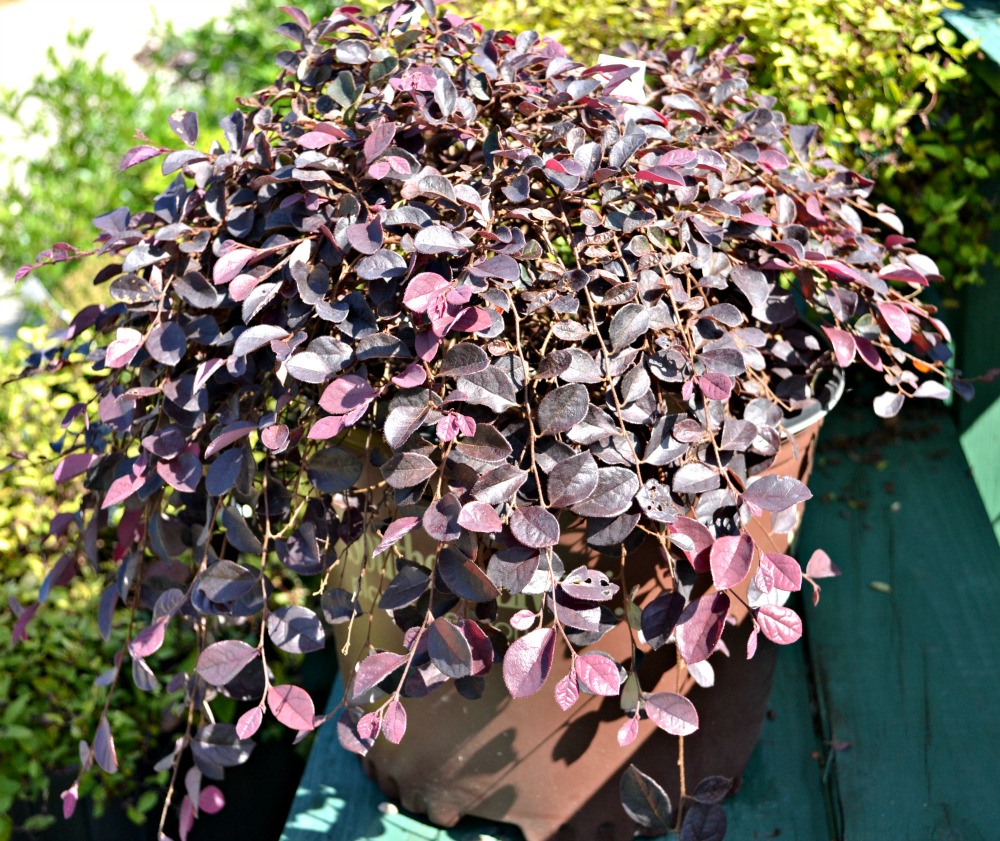 purple pixie plant