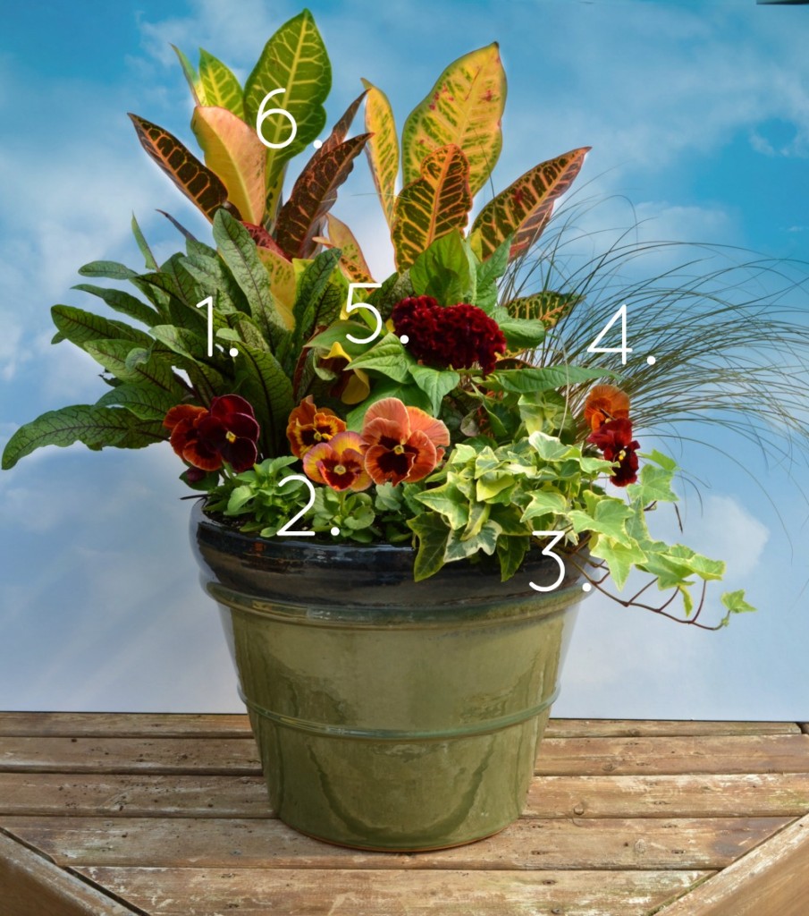 Fall Container Garden with Croton, Rumex and Celosia