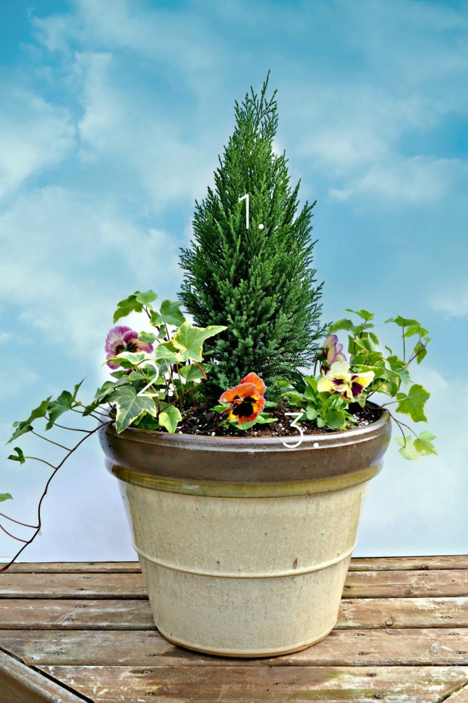 Fall Container Garden with Shorty Leyland Cypress evergreen centerpiece