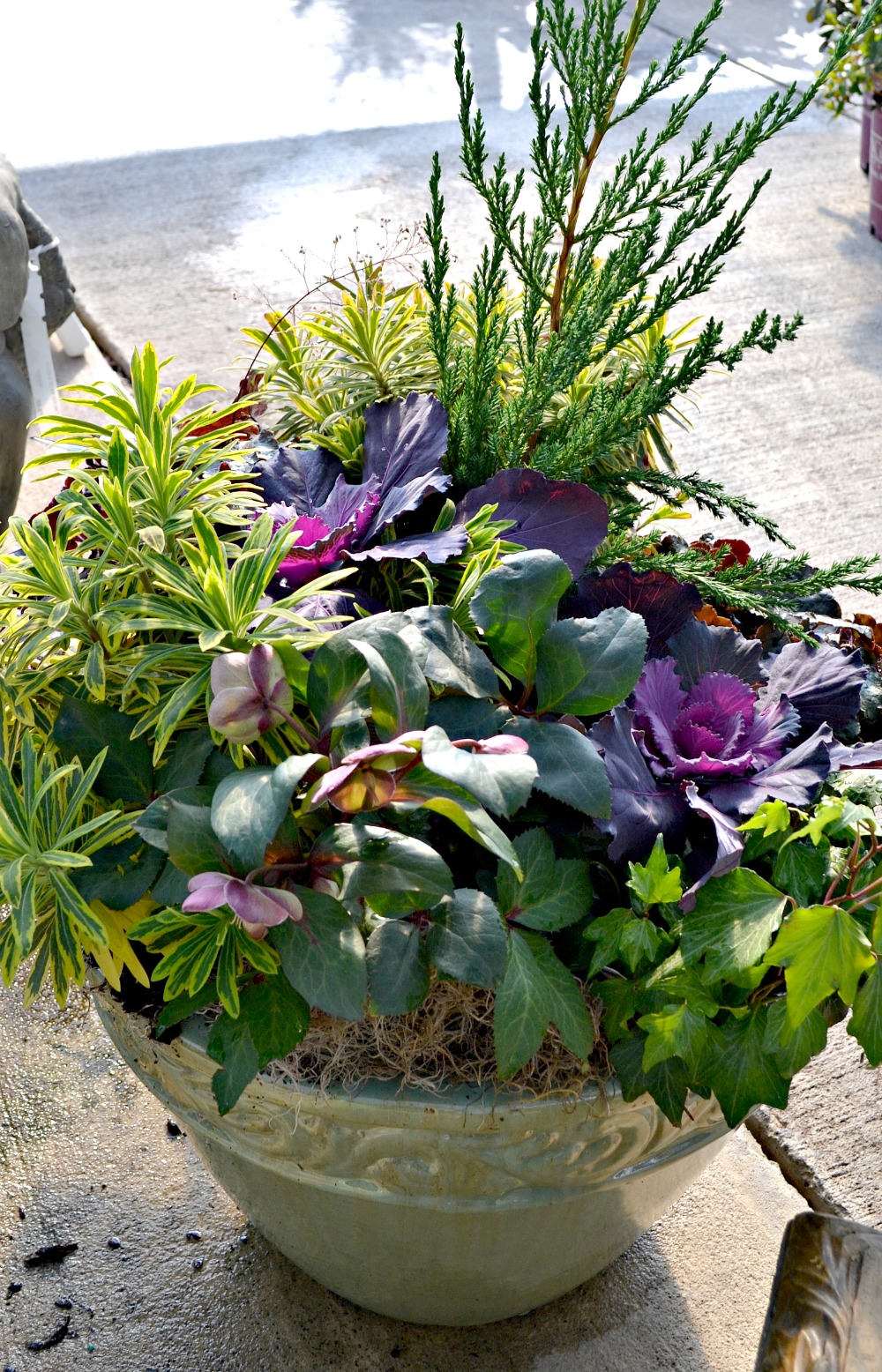 hellebore container full