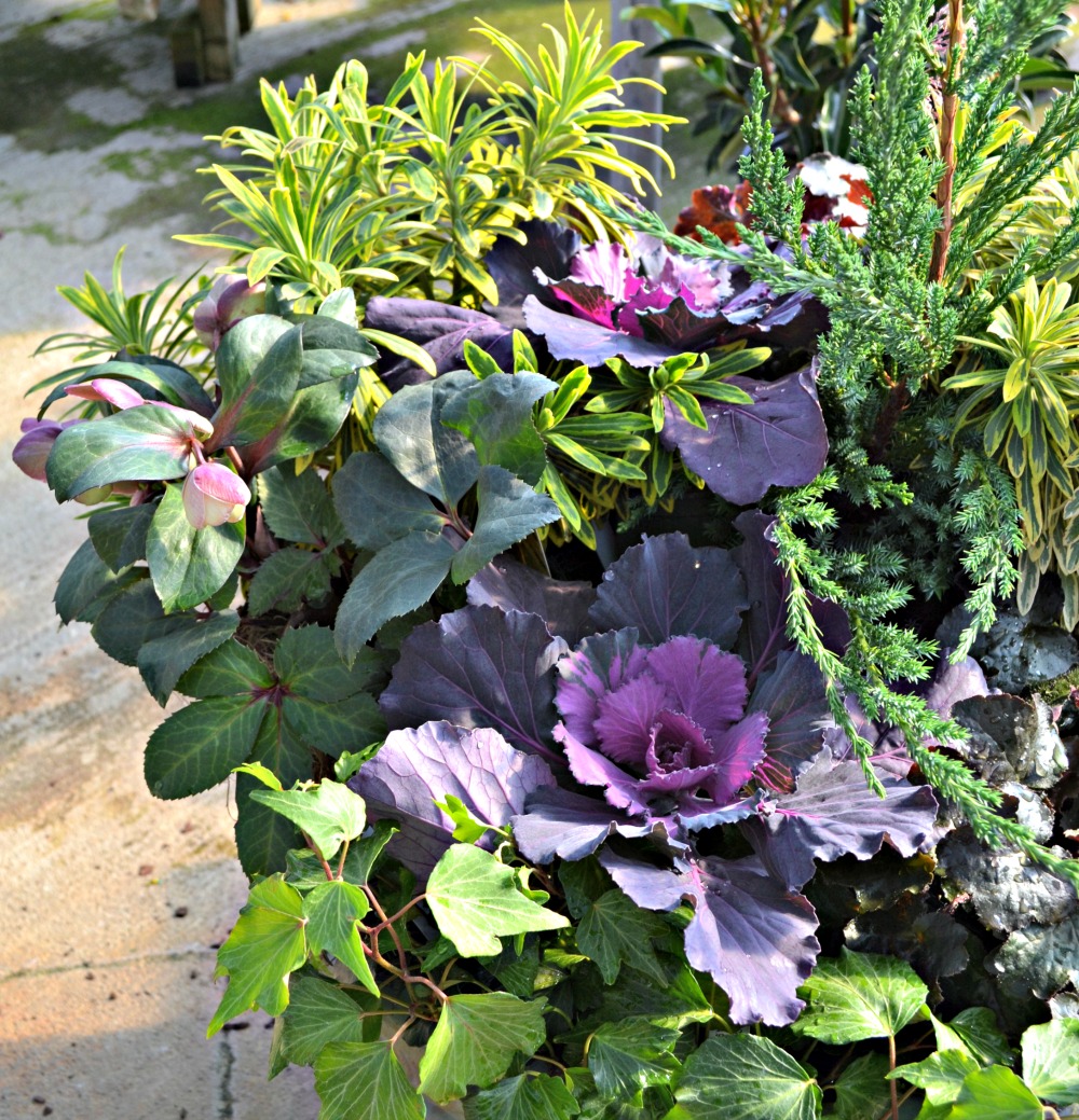 hellebore container side