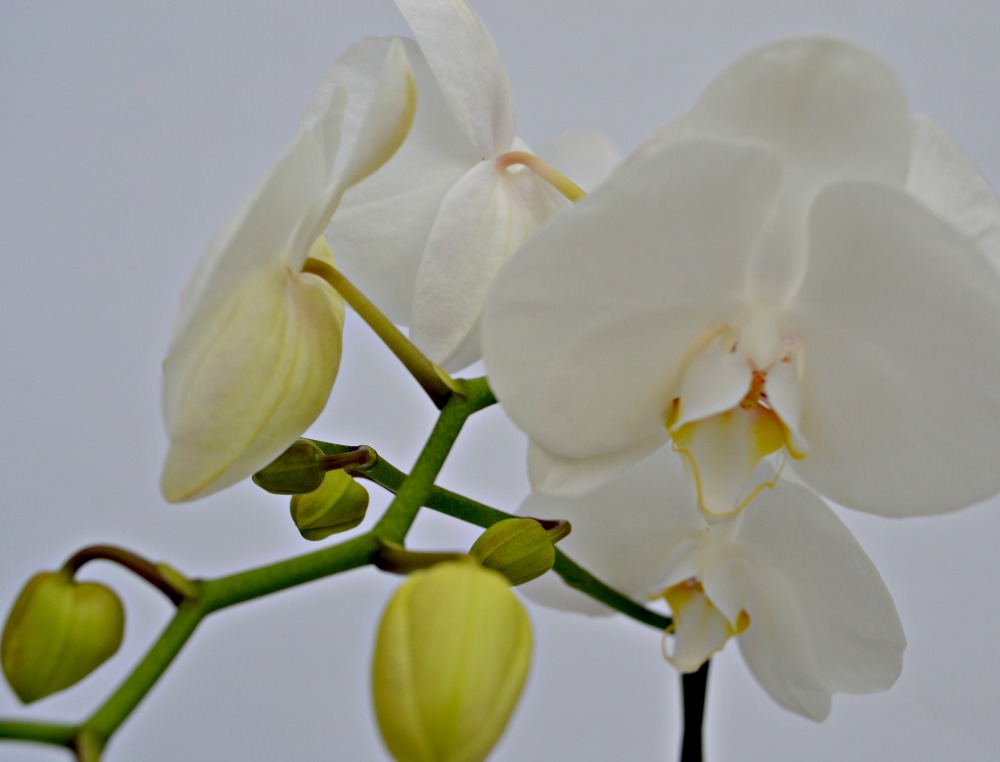 orchid centerpiece white