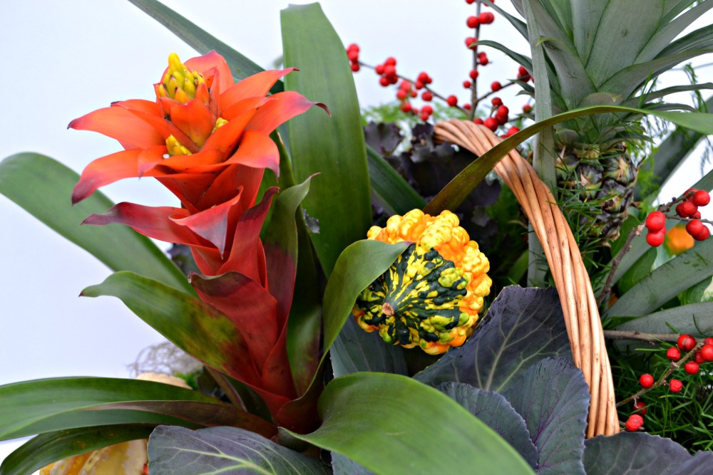 pineapple centerpiece bromeliad close