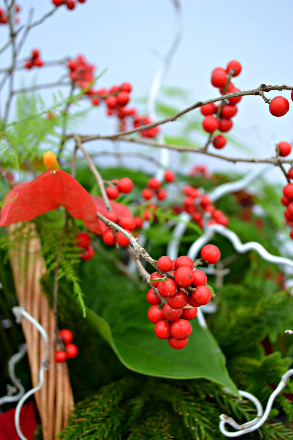 poinsettia centerpiece berries